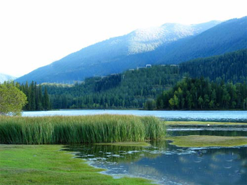 人工濕地技術(shù)